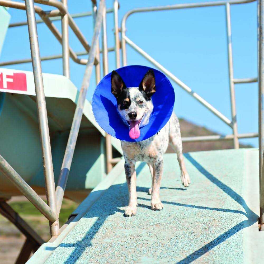 Soft E-Collar G773