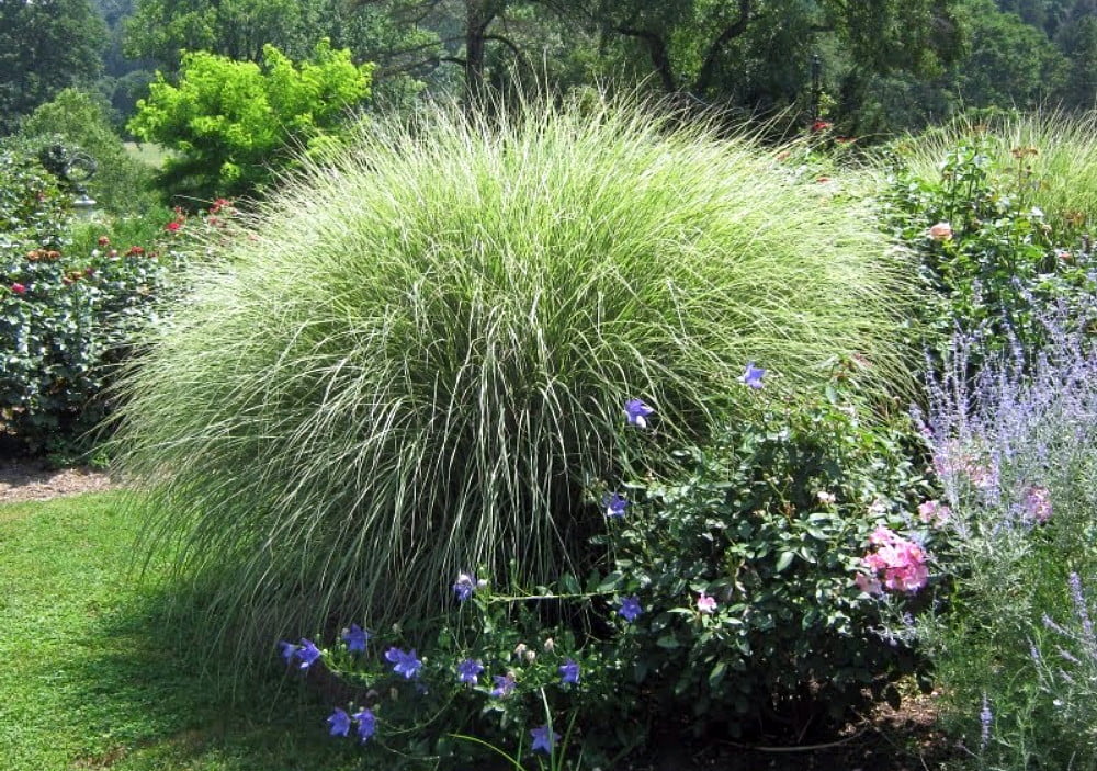 Maiden Grass Perennial 2.5 Pot C533
