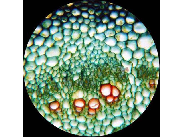 2000X LED Trinocular Compound Microscope with 3D Mechanical Stage and 5MP Camera O750133