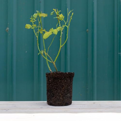 White Climbing Rose Live Plant E7804