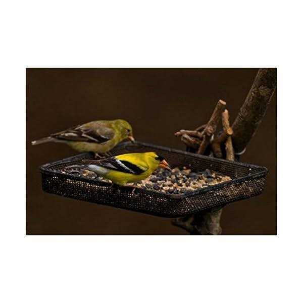 5 lb. Wild Bird Food N26895