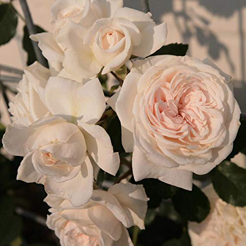 White Climbing Rose Live Plant E7804
