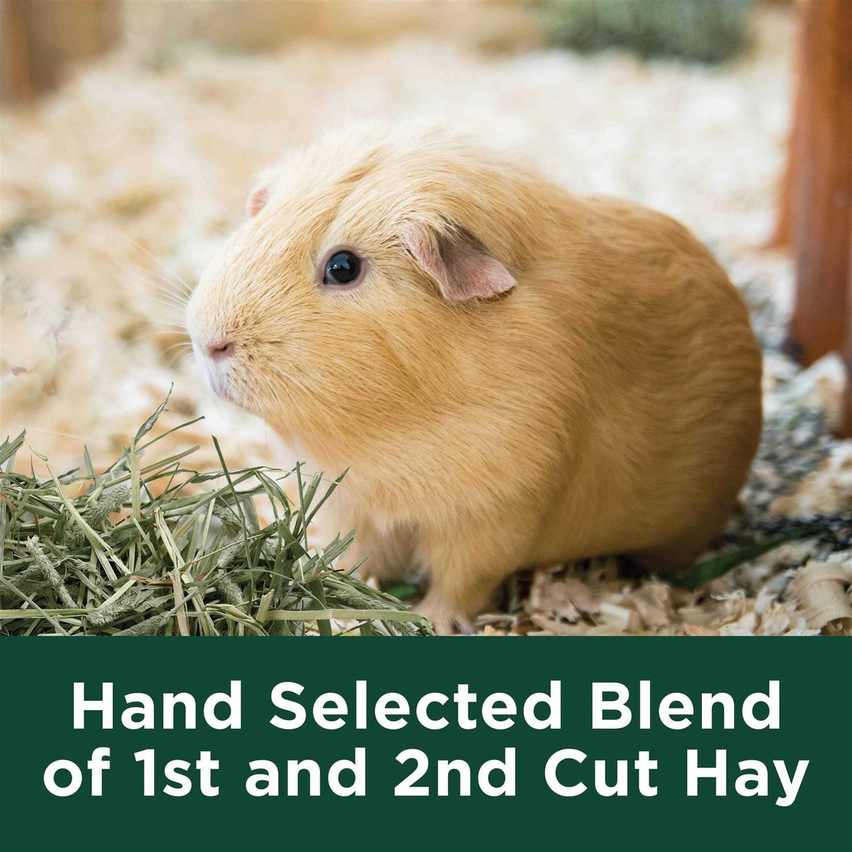 Timothy Hay I743