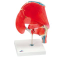 6-Part Anatomical Hip Joint Model W2794