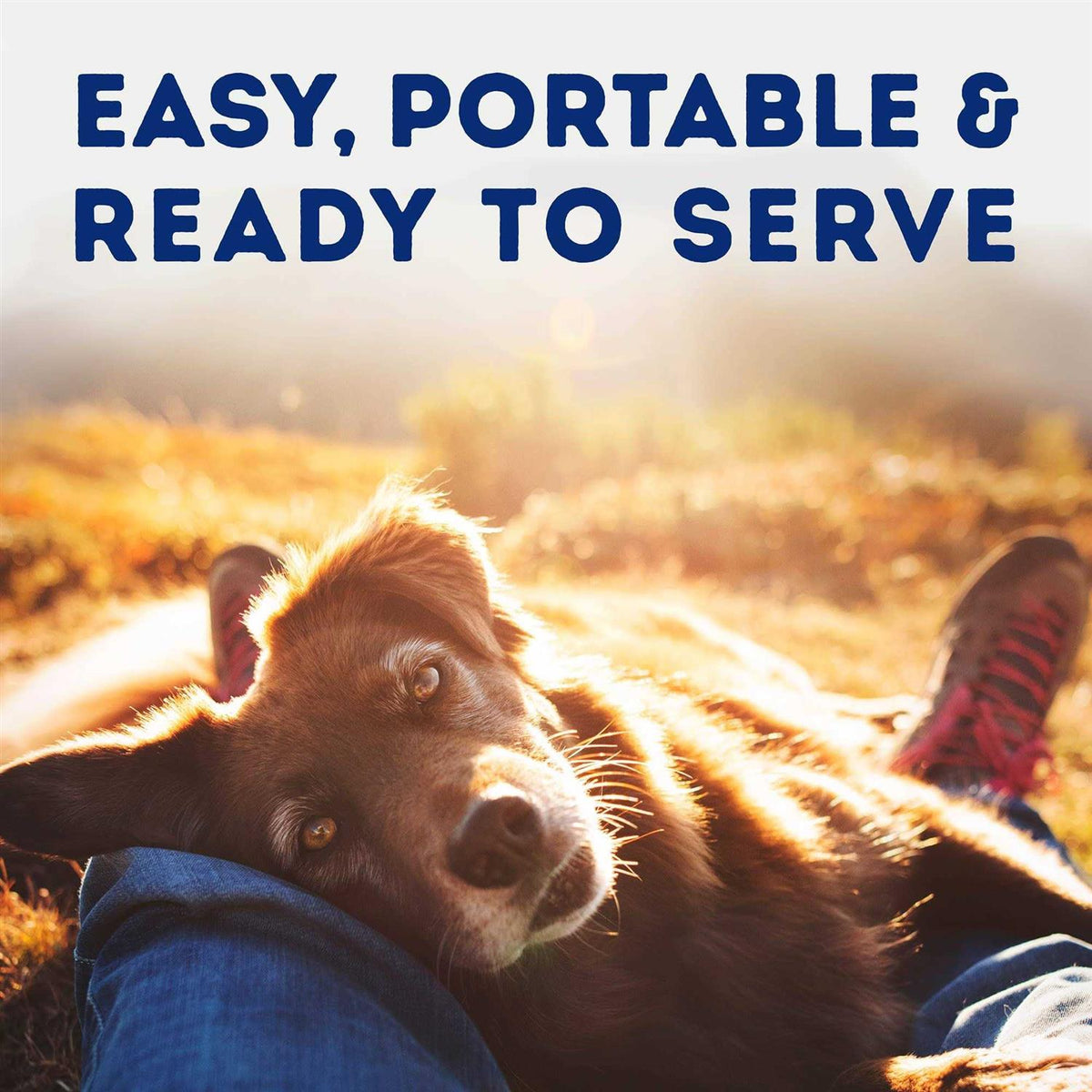 Natural Balance Platefulls Tender Beef & Potato Recipe Wet Dog Food X36595