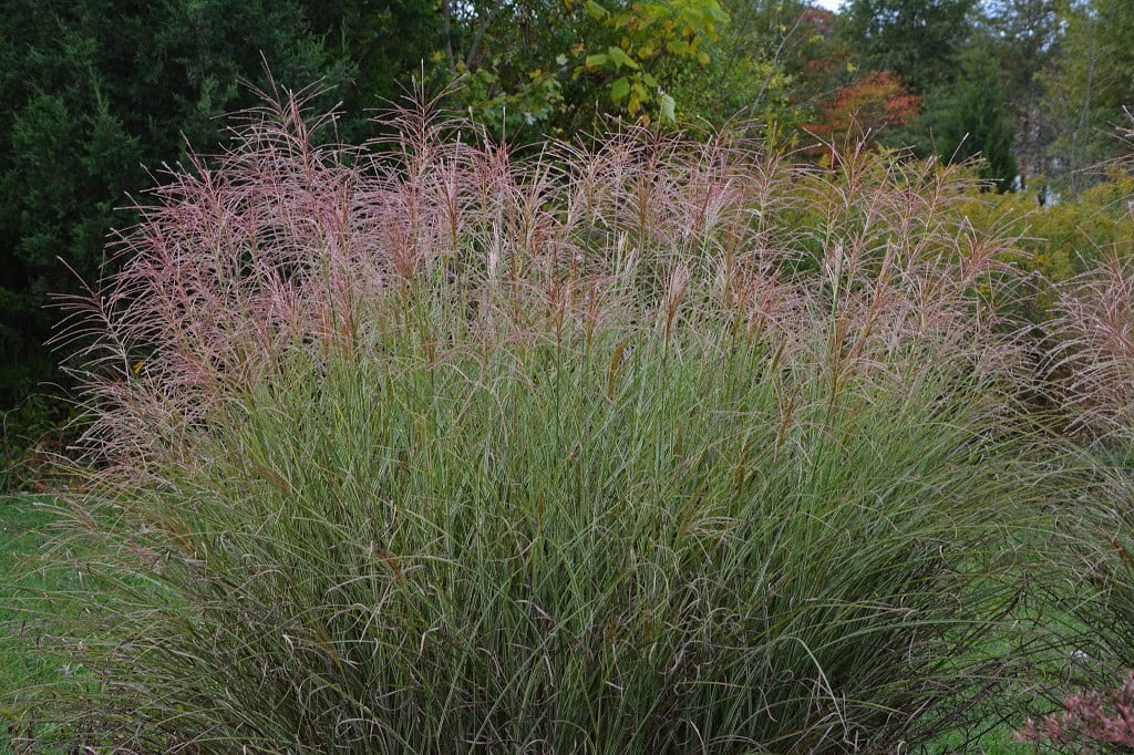 Maiden Grass Perennial 2.5 Pot C533