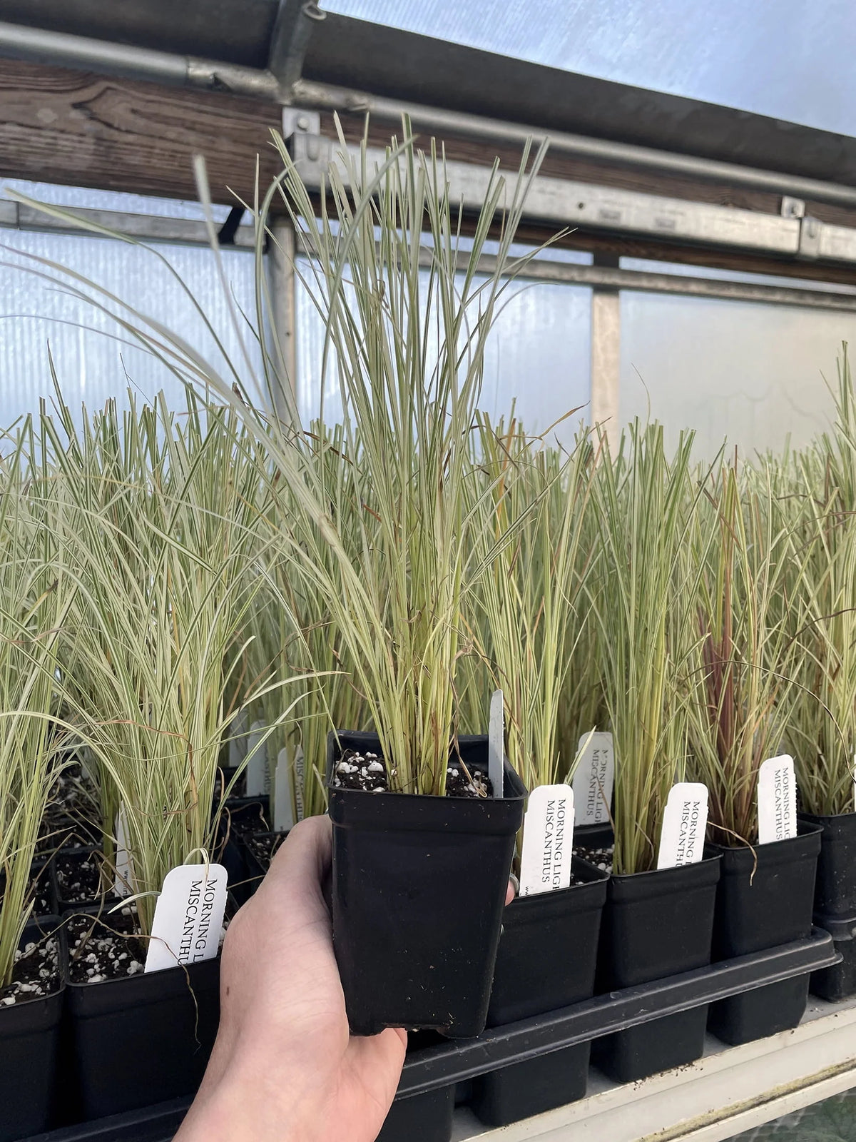 Maiden Grass Perennial 2.5 Pot C533