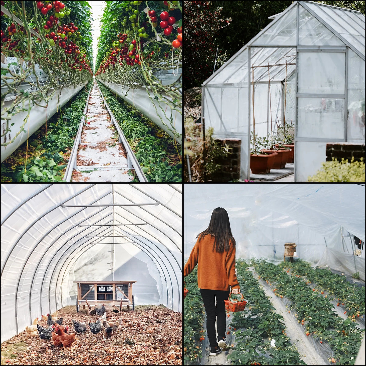 12x28 ft 6 Mil Polyethylene Greenhouse Film N679