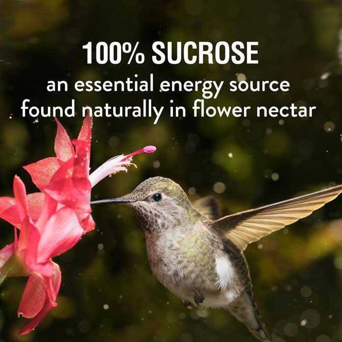 Hummingbird Nectar L515