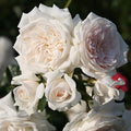 White Climbing Rose Live Plant E7804