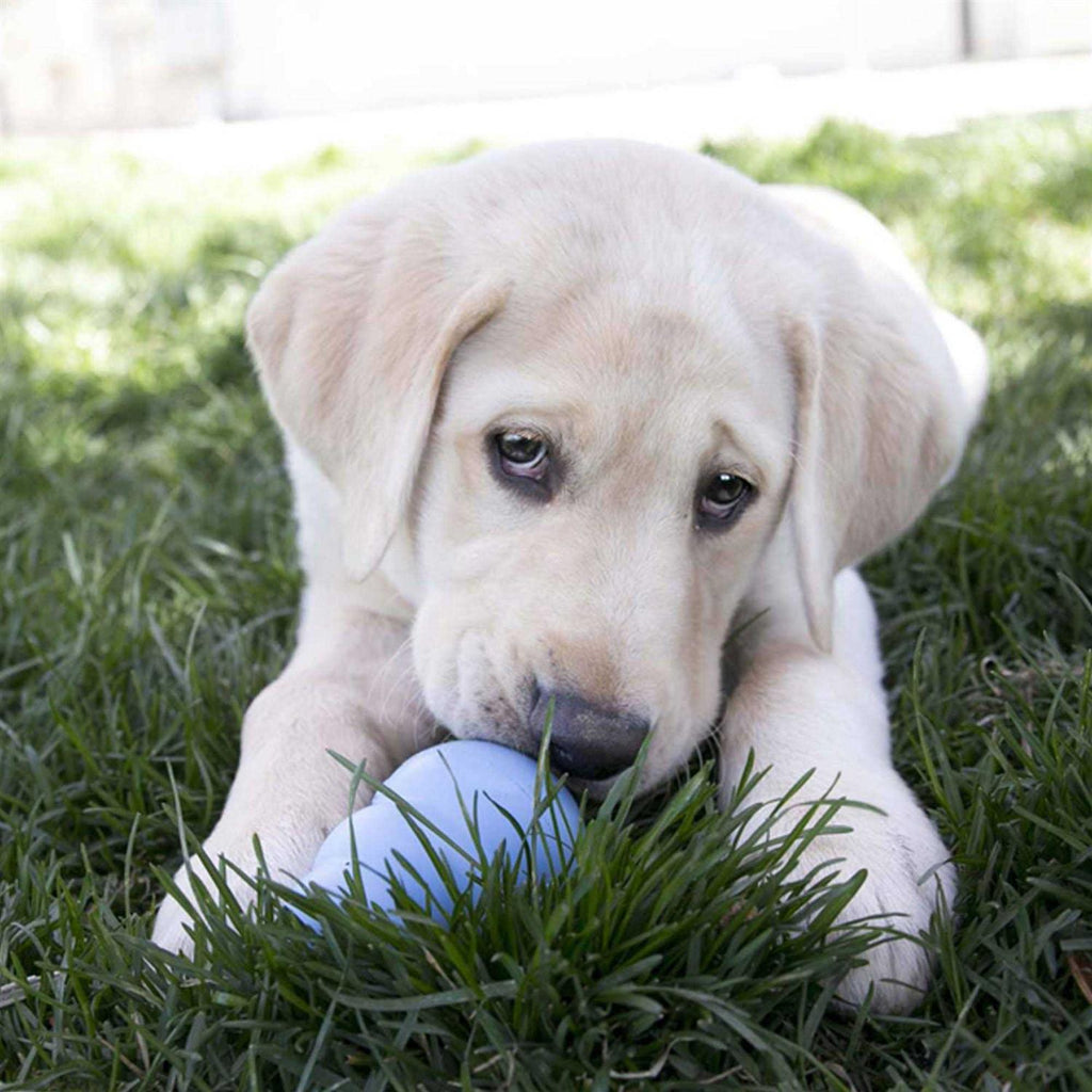 Puppy Toy X506
